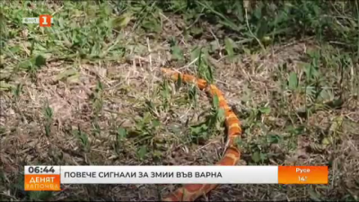 Повече сигнали за змии във Варна