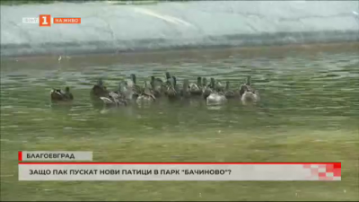 Защо отново пускат нови патици в благоевградския парк Бачиново