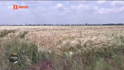 Зърнопроизводители недоволстват срещу вноса на евтина украинска пшеница