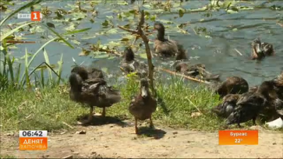 Над 2000 патици пуснаха във водоеми край река Струма