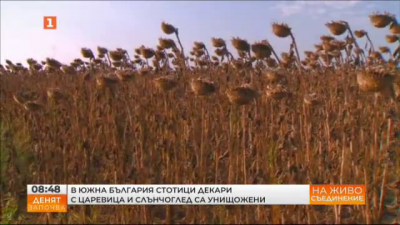 В Южна България стотици декари с царевица и слънчоглед са унищожени