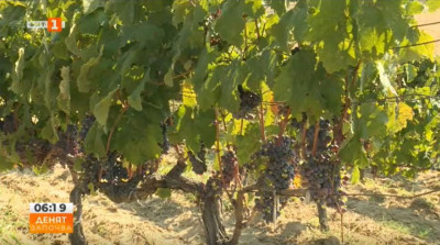 Защо намаляват дребните производители на грозде в района на Сандански