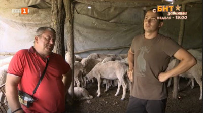 В село Попина баща и син отглеждат екзотична порода овце
