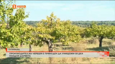 Производител на череши е принуден на унищожи 50 дка плодни дървета