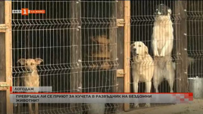 Превръща ли се приютът за кучета в Логодаж в развъдник на бездомни кучета