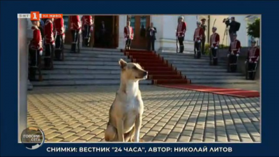 Кучето пред парламента - автор на снимките Николай Литов, 24 часа