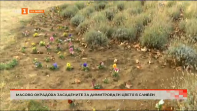 Масово окрадоха засадените за Димитровден цветя в Сливен