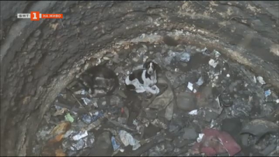 Спасиха две кученца, изхвърлени в 10-метрова шахта в Казанлък