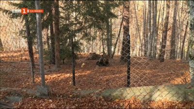 6-годишната мечка Ива е най-новият обитател в парка за мечки край Белица