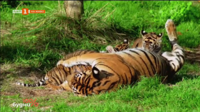 Избраха имена за трите малки тигърчета в Лондонския зоопарк