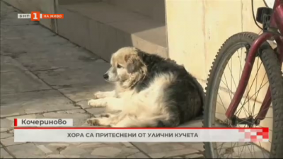 Хора в Кочериново са притеснени от улични кучета