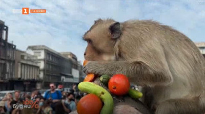 Маймуни в Тайланд пируваха с повече от 2 тона плодове и зеленчуци