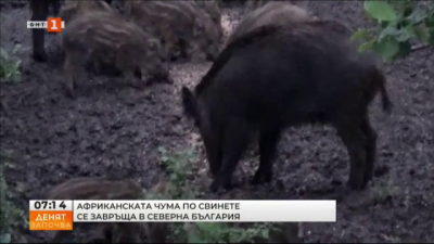 Няколко случая на африканска чума по свинете са регистрирани в Русенско