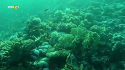 Кораловите рифове в Египет са застрашени от изчезване