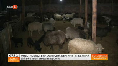 Животновъди от Западна България пред фалит