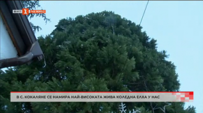 В софийското село Кокаляне се намира най-високата жива коледна елха у нас 