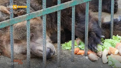 Освободиха последната мечка държана в ресторант 