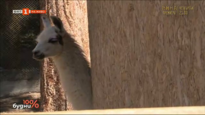 Кенгуру, муфлони, алпаки - среща с екзотичните животни на зоокъта в село Лесковец