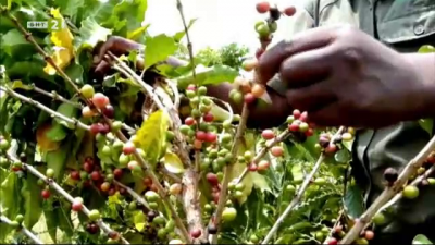 Насаждения с кафе съживяват тропическите гори в Мозамбик