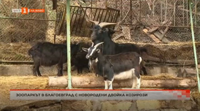 Гривести козирози се родиха в зоопарка в Благоевград
