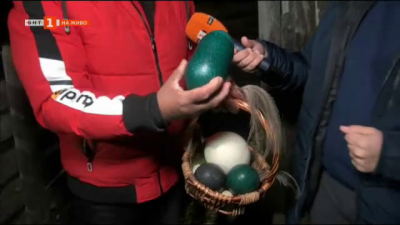 Тюркоазени яйца снесоха емутата в Бургаския зоопарк