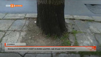 Вандали изливат нефт в живо дърво в Сливен