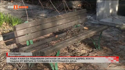 Къде и как са подавани сигнали за опасно дърво, което падна от вятъра в Пловдив и пострадаха деца