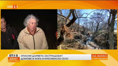 Опасни дървета застрашават домове и хора в кресненското село Горна Брезница