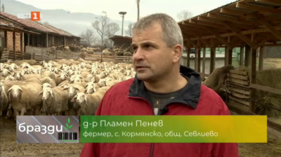 Как ветеринарният лекар Пламен Пенев става овцевъд и защо е принуден да намалява стадото си? 