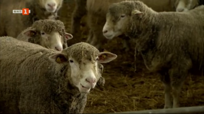 Модерна ферма за високопродуктивна порода овце в село Рабиша