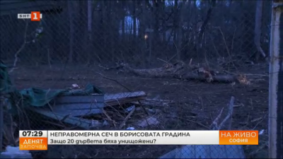 Около 20 дървета бяха изсечени при неправомерна сеч в Борисовата градина