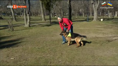 Как се обучава куче - спасител?
