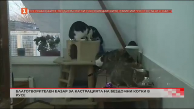 Благотворителен базар за кастрацията на бездомни котки в Русе