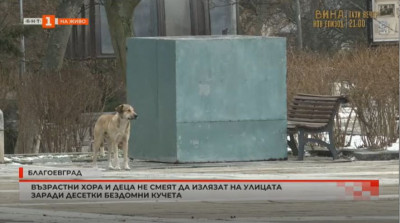 Десетките бездомни кучета - заплаха за възрастните и децата в Благоевград