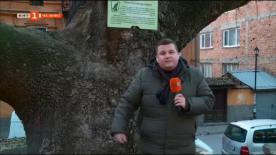 Два вековни чинара в Асеновград са обявени за защитени дървета