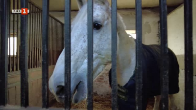 Спасяването на конния спорти и коневъдството в Плевенско