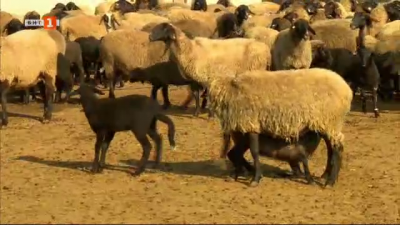 За проблемите на овцевъдите у нас