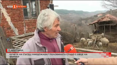 Кучета на съсед унищожават половината стадо с овце на фермер в с. Дебочица