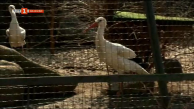  Спасени щъркели не могат вече да летят и остават да живеят в Софийския зоопарк