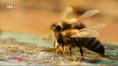 Любопитни факти за пчелите