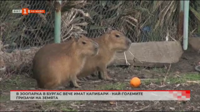 В зоопарка в Бургас вече има капибари - най-големите гризачи на земята