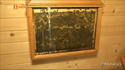 Защо е полезно да спим в пчелна къща?