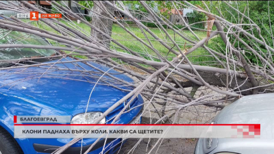Дърво падна върху паркирани коли в Благоевград 