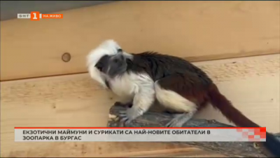 Екзотични маймуни и сурикати са сред най-новите обитатели на бургаския зоопарк