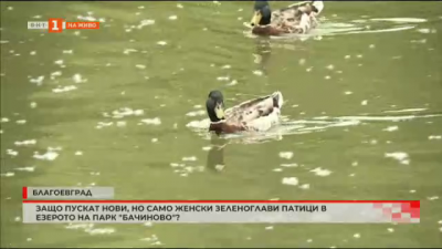 В езерото на парк Бачиново пускат само женски зеленоглави патици