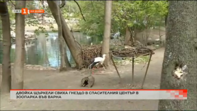Двойка щъркели свиха гнездо в спасителния център в зоопарка във Варна