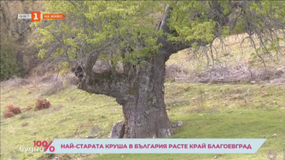Най-старата круша в България расте край Благоевград 