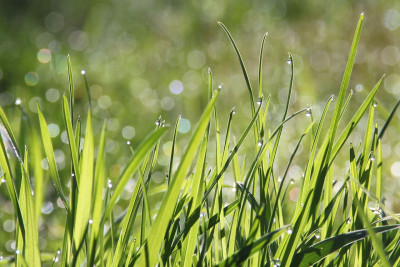 Опасни ли са високите треви в градските пространства?