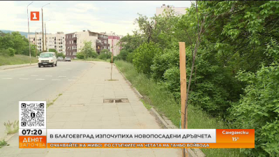 За втори път в рамките на година изпочупиха новопосадени дръвчета в Благоевград