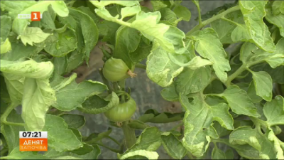 Ще изчезне ли българският розов домат?